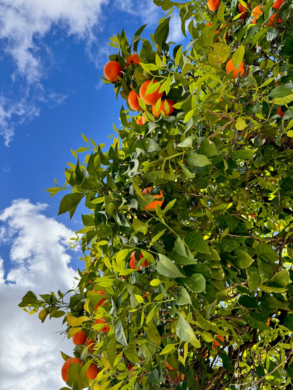 Why Sueñitos Naranjas?
